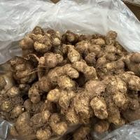 ราคา กระชายดำสด​ หัวกระชายดำ​ ขนาด​ 1 กิโลกรัม​ พร้อมจัดส่ง (43400306068)