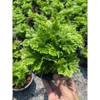 ราคา ต้นเฟิร์นกนกนารี#กระถาง 5-6 นิ้ว (25584243670)