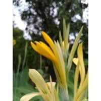 ราคา พุทธรักษาดอกสีเหลือง, ดอกสีส้ม (6053801141)