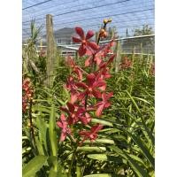 ราคา กล้วยไม้ ม็อคคาร่า ดวงพร (สีแดง) (6268210509)