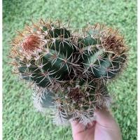ราคา พร้อมส่งเมโลแคระ Melocactus matanzanus ไม้เมล็ด แตกยอด 3 หน่อ หายาก‼️‼️ ขนาด 12 cm. (21749485503)