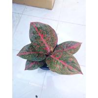 ราคา ต้นทรัพย์มงคล อโกลนีมา ไม้มงคล กระถาง 5-6 นิ้ว (19836281581)