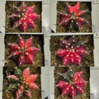 ราคา ยิมโนด่างไม้เมล็ด ยิมโนด่าง gymno แคคตัส กระบองเพชร Cactus (8725978598)