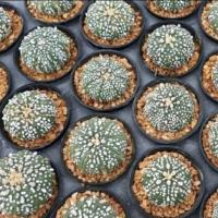ราคา กระบองเพชร แคคตัส cactus Astrophytum (26302879835)