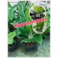 ราคา ต้นหยกกาญจนา ต้นไม้มงคล ต้นไม้ประดับ ปลูกในบ้านจะทำให้มีแต่ความร่มเย็นเป็นสุข ขนาดความสูง 40-60 ซ.ม. (1 ต้น/แพ็ค) (5759337605)