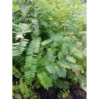 ราคา มะขามป้อมพันธู์จำโป้มะขามป้อมยักย์ต้นกล้าละ40บาท (19127779949)