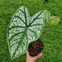 ราคา บอนสี อิเหนา บอนใบขาว ราชินีใบไม้ (10820608588)