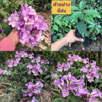 ราคา (5ต้น) ต้น ต้นพันธุ์ กระเทียมเถา ต้นกระเทียมเถา ปักชำ / ธนโชติ (23912437105)