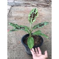 ราคา กล้วยด่างเลือด Blood banana ต้นขนาดกลางนำมาขายถูกๆ (16603088052)