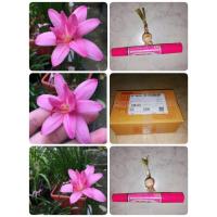 ราคา บัวดิน ดับเบิ้ลโลตัส/Double Lotus ขนาดรอบหัว 4-5cm. (1234693274)