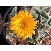 ราคา ต้นFaucaria tigrina (Haw.) Schwantes ชื่อสามัญ: Shark’s Jaws, Tiger Jaws (22519989606)