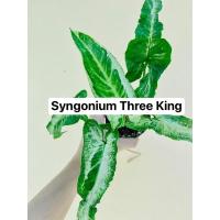 ราคา Syngonium Three King (กระถาง 3 นิ้ว) (18013298675)