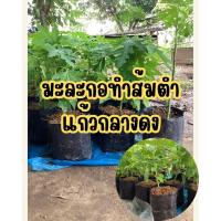 ราคา ต้นกล้า มะละกอพันธุ์แก้วกลางดง 1 ต้น ทำส้มตำอร่อย กรอบ พันธุ์เตี้ย (27438119561)