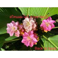 ราคา ดอกกระเจียว ดอกปทุมมา ดอกบีวสวรรค์ สายพันธ์ สวิทเมโมรี่ (ดอกใหญ่) (23871911093)