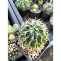 ราคา ฮามาโตะ(Hamatocactus)  กระบองเพชร แคคตัส cactus (4376733667)