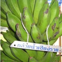 ราคา ต้นกล้วย พันธุ์ กล้วยน้ำเชียงราย หายาก พร้อมปลูก ลำต้นสูง 30 ซม (4068986325)