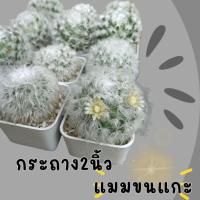 ราคา กระบองเพชร แมมขนแกะ ในกระถาง 2 นิ้ว ส่งพร้อมกระถาง (18793657113)