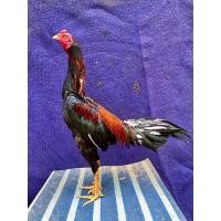 ราคา ไข่ไก่ชนก๋อย ไข่เชื้อ ขายเป็นชุดเฉลี่ยฟองละ65฿“พ่อพันธุ์เจ้าขุนศึก” (23177829351)