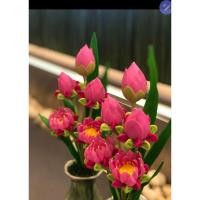 ราคา ดอกบัวงาม ดอกบัวดินปั้นญี่ปุ่น (9121954497)