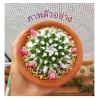 ราคา แมมอิรุซามุ "แมมปุยหิมะ"☃️❄ Mammillaria bucareliensis "Erusamu" แคคตัส Cactus (5458967716)