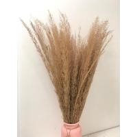 ราคา หญ้าไข่ยุง ดอกไข่ยุง ดอกหญ้าแห้ง หญ้าแห้งธรรมชาติ ดอกไม้ตกแต่ง ดอกหญ้าแห้ง หญ้าแห้ง มินิมอล (19775517885)