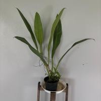 ราคา ฟิโลเดรนดรอน crassinervium/Philodendron crassinervium (19729777563)