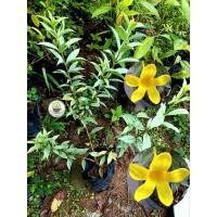 ราคา ต้นบานบุรีใบด่าง บานบุรีแคระใบเงิน บานบุรี บานบุรีแคระ (27012532573)