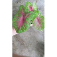 ราคา เงาะถอดรูป บอนสี บอนสีหายาก (13127482588)