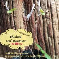 ราคา ต้นองุ่นไชน์มัสแคท, ต้นพันธุ์องุ่นไชน์มัสคัตโตะ (12406051061)