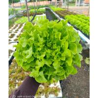 ราคา green oak (Vista) Hi-Q 1000 pills (ไม่เคลือบ) ทนร้อน เมล็ดสีดำ (40123274599)