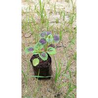 ราคา ต้นพันธุ์ โขมใบกระ ผักโขมใบกระ พร้อมปลูกในถุงดำ 29 บาท (27230159095)