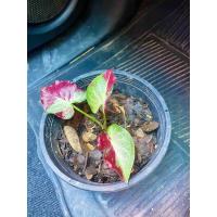 ราคา บอนสีชายชลบอนป้ายเบบี้ (14935932704)