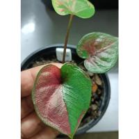 ราคา นางไหมไซด์มินิ นางไหม รากเต็มสมบูรณ์ กัดสีสวย **ส่งฟรีทุกต้น, (15900247211)