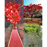 ราคา (2ต้น) ต้น ประดู่แดง ต้นประดู่แดง / Natthaphong (25377548974)