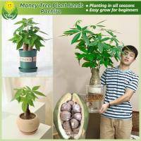ราคา เมล็ดพันธุ์ ต้นศุภโชค ไม้มีเงิน ต้นไม้เงิน 2เมล็ด/แพ็ค Pachira Money Tree Seeds ต้นถั่วศุภโชค ต้นบอนสีแปลกๆ ต้นบอนไซ (24444254000)