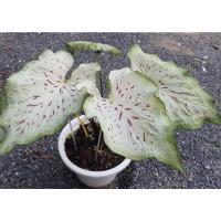 ราคา หนุมานหาวเป็นดาวเป็นเดือน บอนสี ตับรามเกียรติ์ (15516681307)