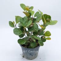 ราคา ต้นสาริกาลิ้นทอง ต้นไม้มงคล ในกระถาง 6 นิ้ว (22212820565)