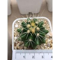 ราคา กระบองเพชรถังทองไม้เพาะเมล็ด (6589947112)