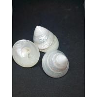 ราคา เปลือกหอย นมสาวขัด งาน DIY งานตกแต่งบ้าน งานสะสม บ้านน้องปูเสฉวน (8653266592)