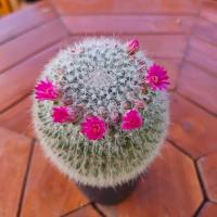 ราคา แมมแม่เฒ่า หรือแมมฮาเนียน่า (Mammillaria Hahniana) (6709758552)