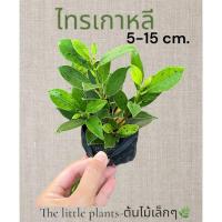 ราคา TLPไทรเกาหลี​ ปลูกเป็นแนวรั้ว ราคาประหยัด รั้วไทรกาหลี ต้นกล้าไทรเกาหลีขนาด10ซม+ (4531432789)