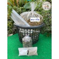 ราคา เชื้อเห็ดฟาง ชุดทดลอง (27424823251)