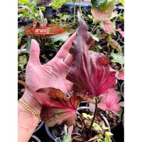 ราคา ตาคญี(ตับผู้ชนะสิบทิศ)บอนเก่าหายาก (13497703548)