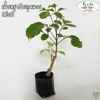 ราคา ต้นเล็บครุฑใบกุหลาบด่าง ( ต้นเล็บครุฑด่าง / ต้นเล็บครุฑใบกุหลาบ / ต้นต้นเล็บครุฑ / Polyscias ) 999garden (13069614257)