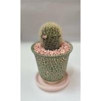 ราคา แคคตัส แมมมิลาเรีย คามิเน่ Mammilaria Carmenae เหลือง ดอกชมพู กระถางเซรามิคลาวา 3.5*3.5 นิ้ว พร้อมจานรองครบเซ็ตพร้อมวาง (29213002968)