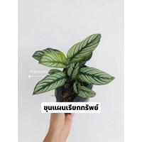 ราคา คล้าขุนแผนเรียกทรัพย์ ไม้ใบไม้มงคล (13523454244)