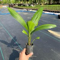 ราคา ปาล์มจีบ ปาล์มพัดจีบ ปาล์มประดับ สวยงาม สูง 20-25 ซม. ใบแน่นพร้อมลงดิน (14464159930)
