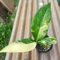 ราคา ‼️SALE‼️เศรษฐีวิลสันด่าง วิลสันด่าง (8796720053)