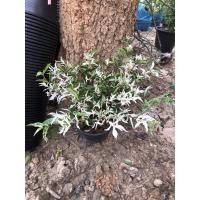 ราคา ต้นโมกด่าง ต้นงามใบด่างสวย99฿ (7354008145)