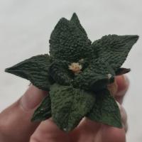 ราคา Ariocarpus fissuratus cv. GODZILLA อริโอคาปัส ก๊อตซิล่า กระบองเพชร cactus ไม้เมล็ด (12516236801)